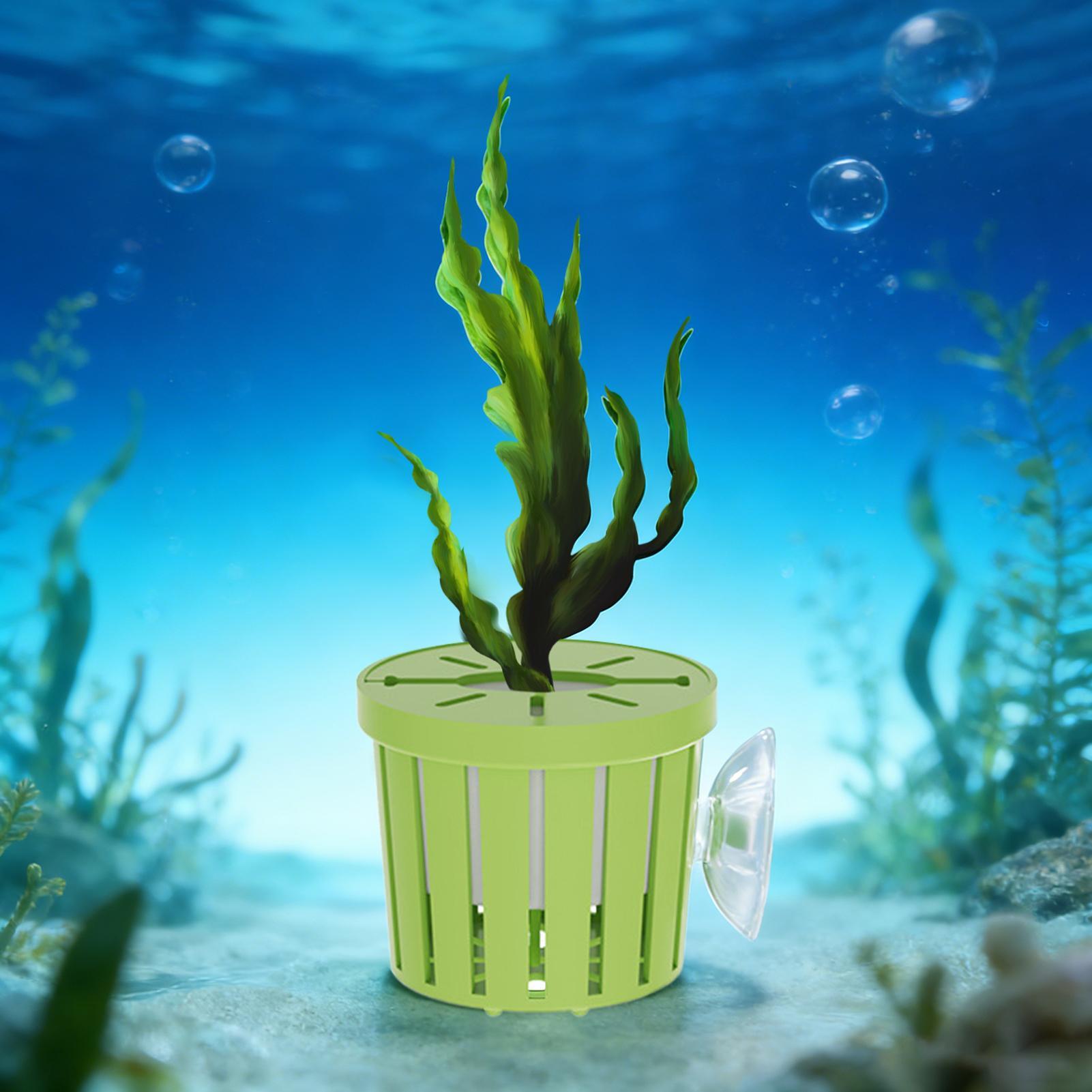 Set di 4 Cestini Idroponici pe - Aquarium Planted Background recensione e prezzo