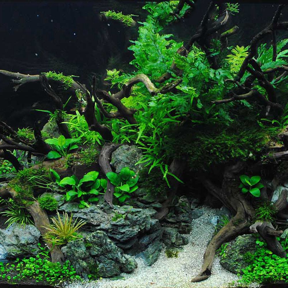 Legno N1N per Terrario Rettili - Aquarium Planted Background recensione e prezzo
