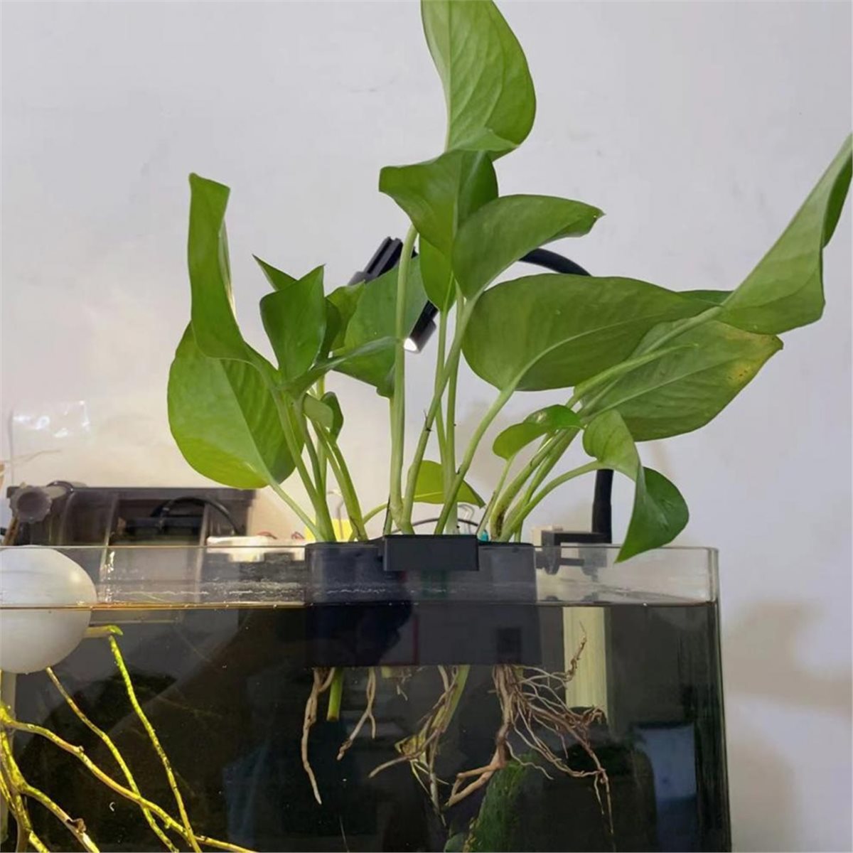 (ABAB) Portapiante per Acquari - Emersed Plants Aquarium recensione e prezzo