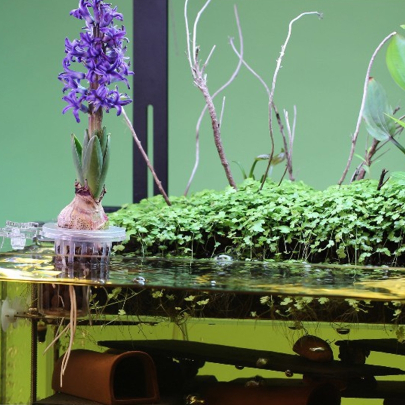 Supporto per piante per acquar - Emersed Plants Aquarium recensione e prezzo
