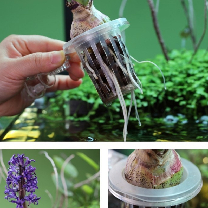 Supporto per piante per acquar - Emersed Plants Aquarium recensione e prezzo